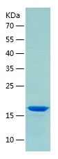    HINT2 / Recombinant Human HINT2