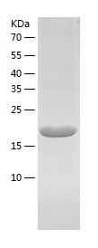    Calneuron 1 / Recombinant Human Calneuron 1