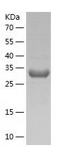    TERP / Recombinant Human TERP