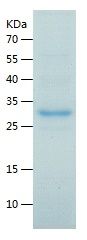 Recombinant Mouse Cela3b