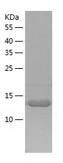 Recombinant Mouse Galectin 7