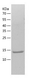 Recombinant Mouse IL36 beta