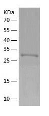 Recombinant Mouse Nmnat1