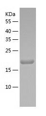 Recombinant Mouse MESDC2