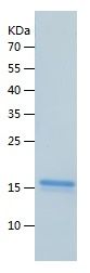    LC3B / Recombinant Human LC3B