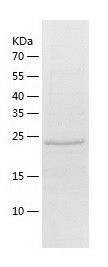    RB3 / Recombinant Human RB3