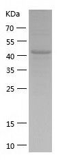    SIL1 / Recombinant Human SIL1