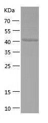    Synaptotagmin 4 / Recombinant Human Synaptotagmin 4