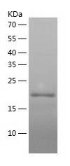    PPIL3 / Recombinant Human PPIL3