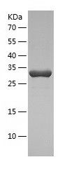    FN3K / Recombinant Human FN3K