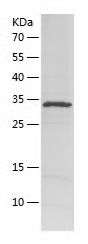    FNDC4 / Recombinant Human FNDC4