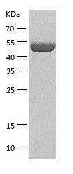    GORASP2 / Recombinant Human GORASP2