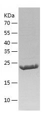    XLF / Recombinant Human XLF