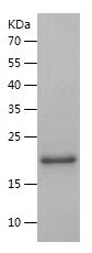    Lin28 / Recombinant Human Lin28