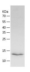    Tmem27 / Recombinant Human Tmem27