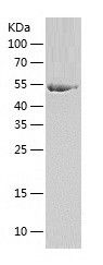    SEPSECS / Recombinant Human SEPSECS