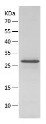    CHMP1a / Recombinant Human CHMP1a