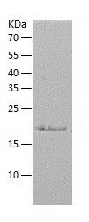 Recombinant Mouse FGF21