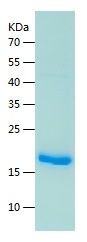 Recombinant Mouse IL-22