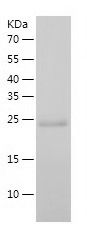    pNO40 / Recombinant Human pNO40