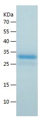    NLRC4 / Recombinant Human NLRC4