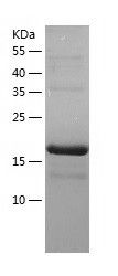    Putative 40S ribosomal-like / Recombinant Human Putative 40S ribosomal-like