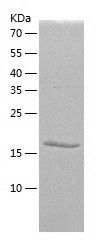    Nogo / Recombinant Human Nogo