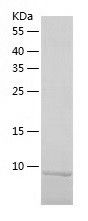    GDF3 / Recombinant Human GDF3