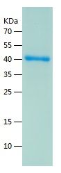    C1GALT1 / Recombinant Human C1GALT1