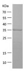    HOMER3 / Recombinant Human HOMER3