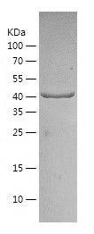    OLA1 / Recombinant Human OLA1