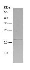    LIN7C / Recombinant Human LIN7C