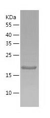    C20orf20 / Recombinant Human C20orf20