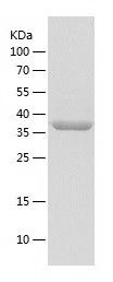    PARVA / Recombinant Human PARVA