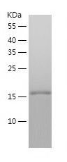    PNPO / Recombinant Human PNPO