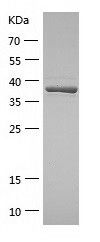    C4orf27 / Recombinant Human C4orf27