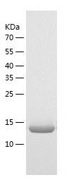    TXNL4B / Recombinant Human TXNL4B