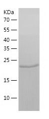    PGPEP1 / Recombinant Human PGPEP1