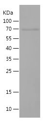    DLL3 / Recombinant Human DLL3