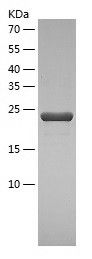    Use1 / Recombinant Human Use1