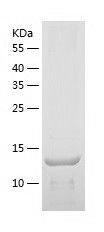    TREM2 / Recombinant Human TREM2