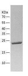    GLTP / Recombinant Human GLTP