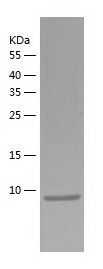    CRIPT / Recombinant Human CRIPT