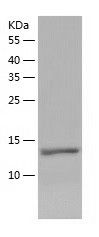    ZNDR1 / Recombinant Human ZNDR1