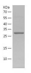    BCCIP / Recombinant Human BCCIP