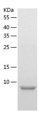    GNG13 / Recombinant Human GNG13