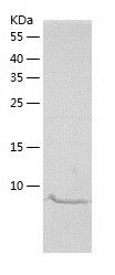 Recombinant Mouse Glutaredoxin 1