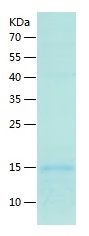 Recombinant Mouse Prokineticin 2