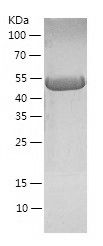 Recombinant Mouse GDA