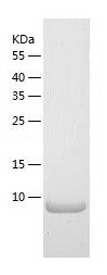    XCL2 / Recombinant Human XCL2